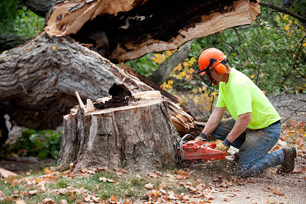 How Our Tree Care Process Works  in  Casper, WY